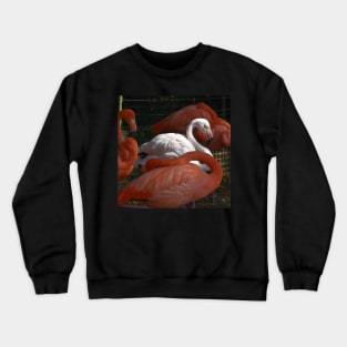 Caribbean Flamingo Crewneck Sweatshirt